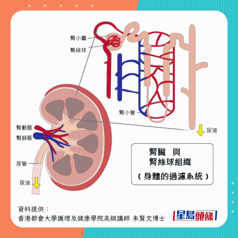 腎臟與腎絲球組織