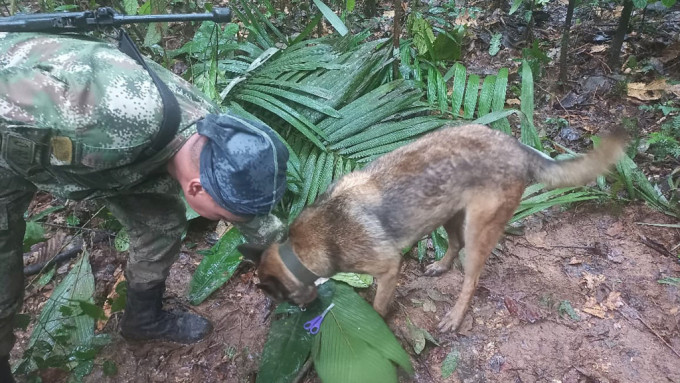 軍人和搜索犬