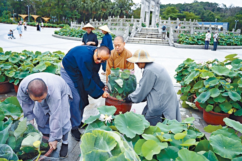 淨因大和尚跟寺內的法師和員工親手栽種荷花。