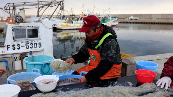 日本漁民在福島第一核電站附近的漁港整理魚獲。