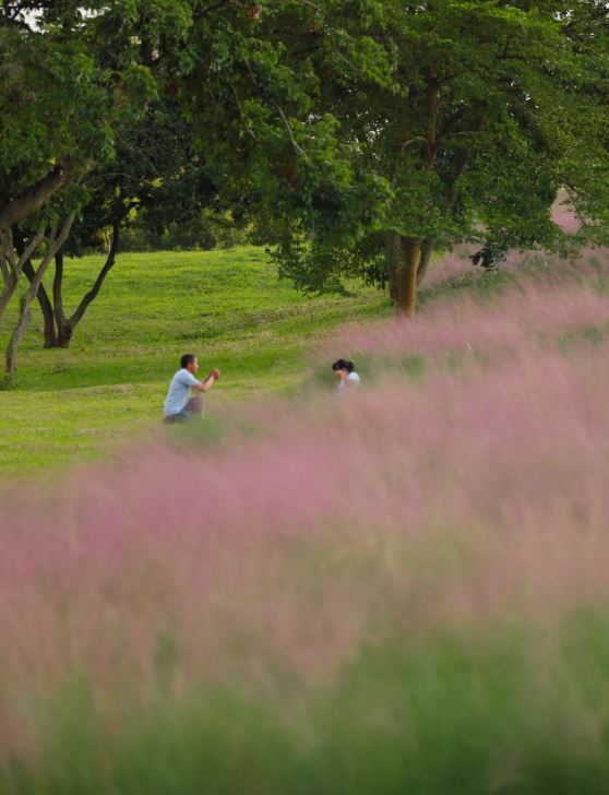 陌上花公園是拍攝好去處