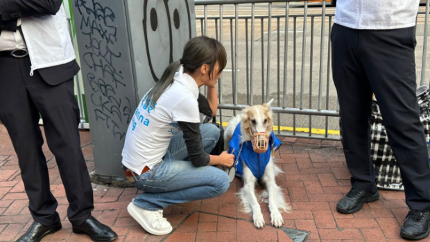 宋芝齡找來愛犬拉票。