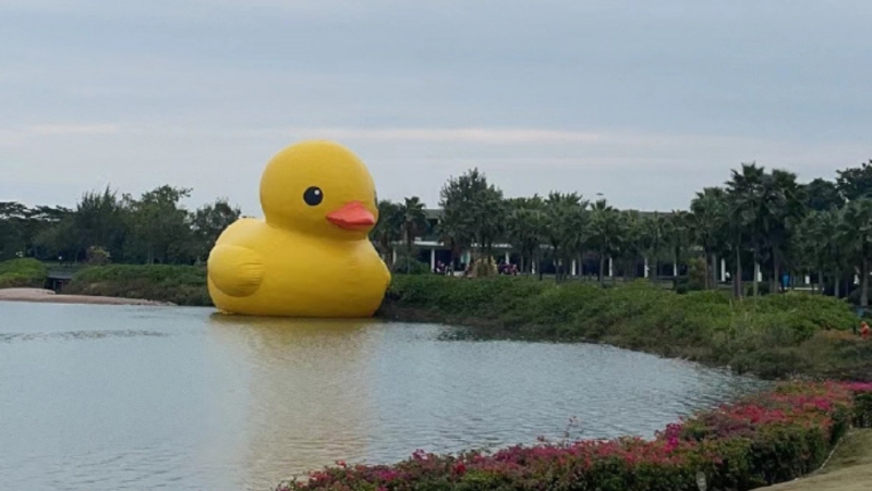 巨型大黃鴨“游”到深圳灣，在深圳人才公園展出。