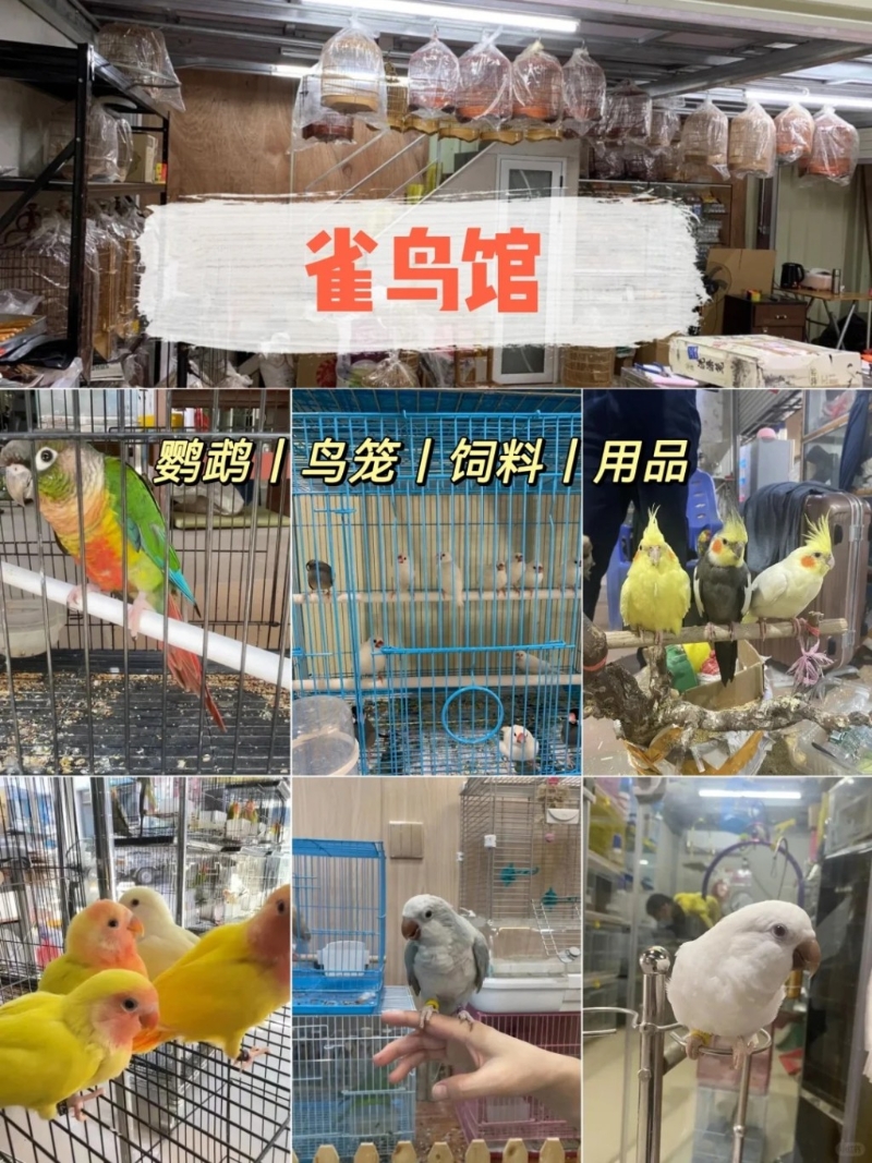 雀鳥區