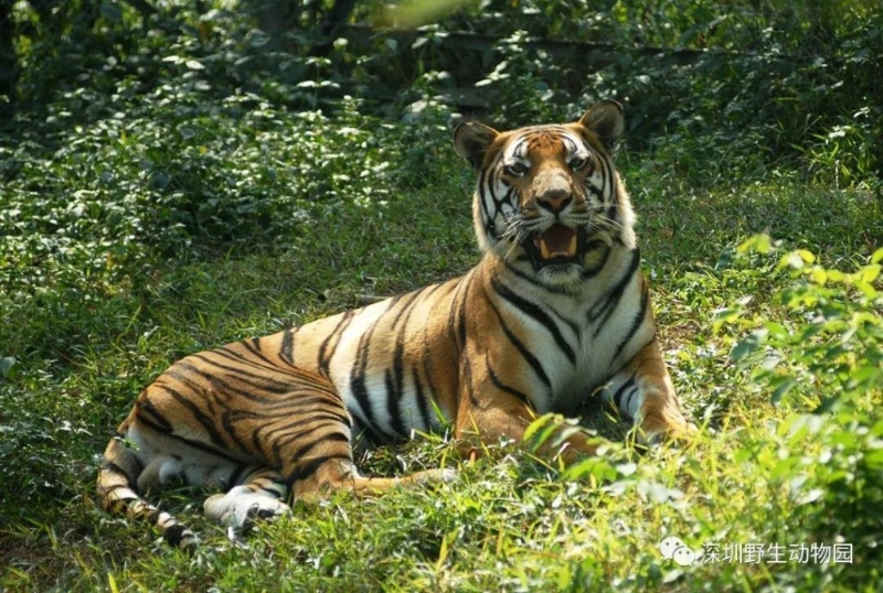 深圳野生動物園 39 折