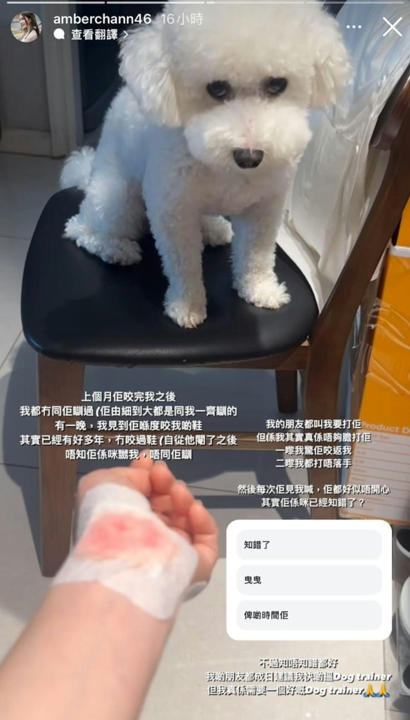 陳若思又上載一張包扎好傷口的照片，愛犬則以可憐內(nèi)疚的眼神望住她。